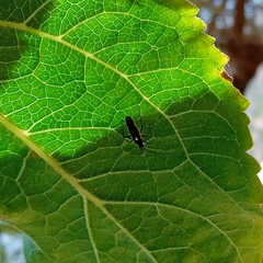 Stenoparedra fallax