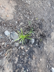 Cyperus alternifolius