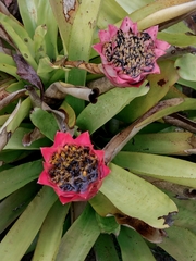 Canistrum aurantiacum