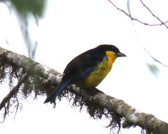 Anisognathus somptuosus