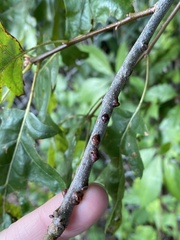 Kermesidae