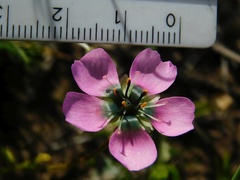 Drosera zeyheri