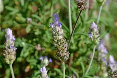 Lavandula dentata