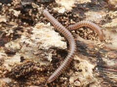 Cylindroiulus punctatus