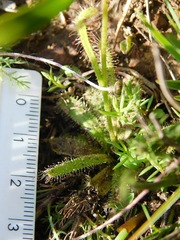 Drosera zeyheri