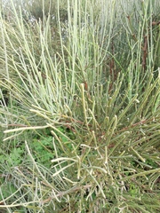 Ephedra fragilis