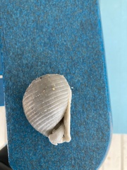 Semicassis granulata