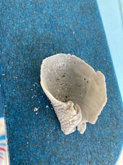 Semicassis granulata