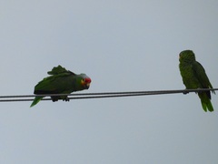 Amazona autumnalis autumnalis