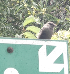 Pyrocephalus rubinus obscurus