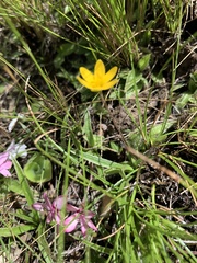 Hypoxis parvula parvula