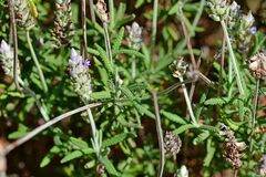 Lavandula dentata