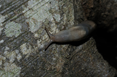 Limacidae