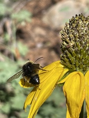 Bombus insularis