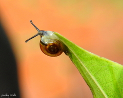 Ovachlamys fulgens