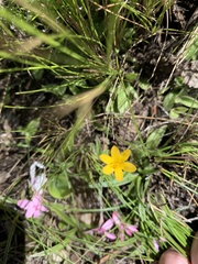 Hypoxis parvula parvula