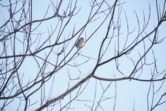 Carpodacus sibiricus