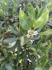 Myoporum laetum