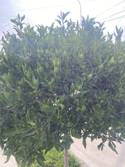 Myoporum laetum