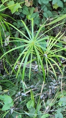 Cyperus alternifolius