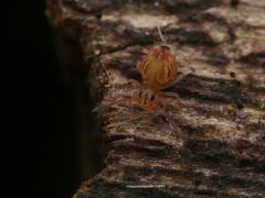 Dicyrtomina ornata