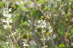 Salvia disermas