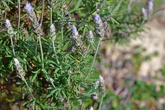Lavandula dentata
