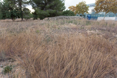 Heteropogon contortus