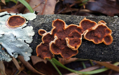 Scytinostroma artocreas