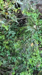 Cyperus alternifolius