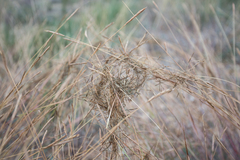 Heteropogon contortus