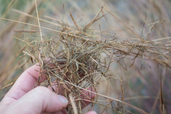 Heteropogon contortus