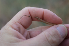 Heteropogon contortus