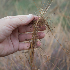Heteropogon contortus