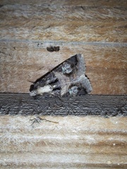 Melipotis famelica