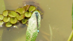 Acanthagrion lancea