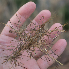 Heteropogon contortus