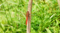 Orthemis nodiplaga