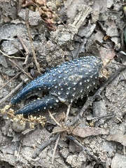 Procambarus spiculifer