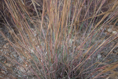 Heteropogon contortus