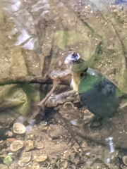 Sternotherus carinatus