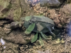 Sternotherus carinatus