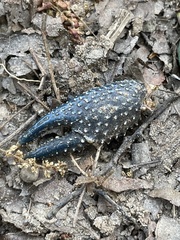 Procambarus spiculifer