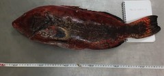 Epinephelus guttatus