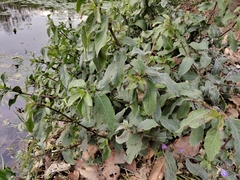 Hygrophila pogonocalyx