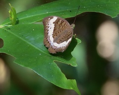 Tanaecia cibaritis