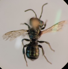 Osmia gallarum