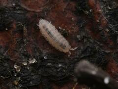 Haplophthalmus danicus