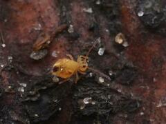 Dicyrtomina ornata