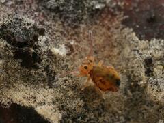 Dicyrtomina ornata